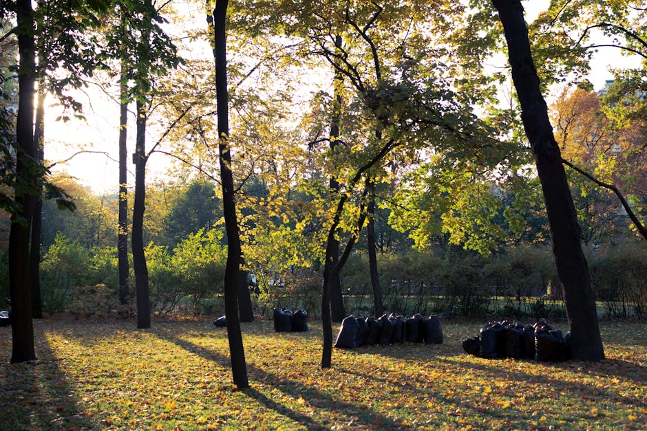 In a park setting during late afternoon, several black garbage bags are neatly stacked on a grassy area surrounded by tall, slender trees with dark bark and green to yellowish leaves, some of which are illuminated by sunlight filtering through the canopy. The ground is covered with fallen leaves, creating a textured, multicolored carpet. The bags are arranged in small groups, indicating a deliberate effort to collect and manage yard waste or debris, which may be part of a rubbish removal process conducted by a private service such as Rubbish Removal Holland Park. The natural environment is calm and quiet, with shadows lengthening across the grassy space, emphasizing the seasonal change towards autumn. This scene illustrates an example of on-site clearance or waste collection dedicated to maintaining park and garden beauty without reliance on local authority rubbish disposal, aligning with professional rubbish removal services for private properties and outdoor areas.