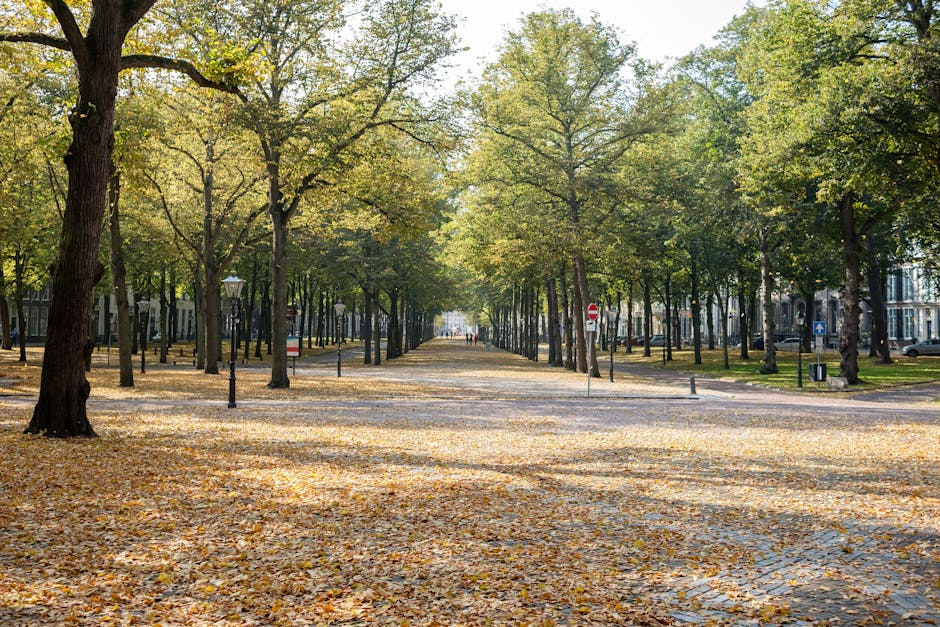 A broad, open pedestrian walkway lined with mature deciduous trees on both sides, their branches extending overhead and forming a natural canopy. The trees have a mix of green and light yellow leaves, indicating early autumn, and many fallen leaves are scattered across the ground, creating a golden-brown carpet. The pathway appears to be paved or cobbled, with some shaded areas due to the tree cover. Street lamps and traffic signs are visible along the edges of the walkway, and in the background, low-rise buildings with various architectural styles can be seen, suggesting a quiet residential or park area. The scene is illuminated by natural daylight, casting soft shadows and highlighting the textures of the leaves, bark, and pavement, offering a peaceful environment suitable for casual walking or outdoor leisure activities.