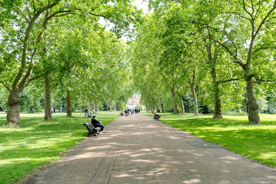 A wide pathway in a lush green park is lined with tall deciduous trees on both sides, their leafy branches creating a canopy overhead that filters sunlight and casts dappled shadows onto the ground. The pathway's surface appears to be made of asphalt with some visible wear and is bordered by neatly maintained grass. Several park visitors are seated on wooden benches positioned along the edges of the path, some engaged in relaxing or observing the surroundings, while others are walking or cycling in the distance. The background shows more trees and a glimpse of a building partly obscured by foliage. The overall scene captures a peaceful outdoor environment suitable for leisure and community activities, with the natural setting providing a tranquil backdrop for local rubbish removal services such as those offered by Rubbish Removal Holland Park, especially when considering alternative waste handling and on-site clearance of litter or debris in public outdoor spaces.